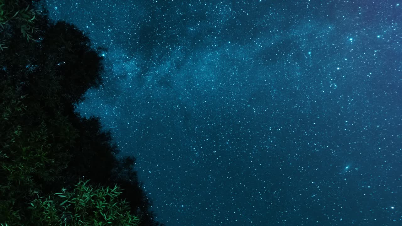 나무 들 이 있는 별빛 의 밤 하늘