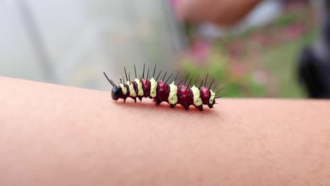 colorful caterpillar moves along a person's arm.