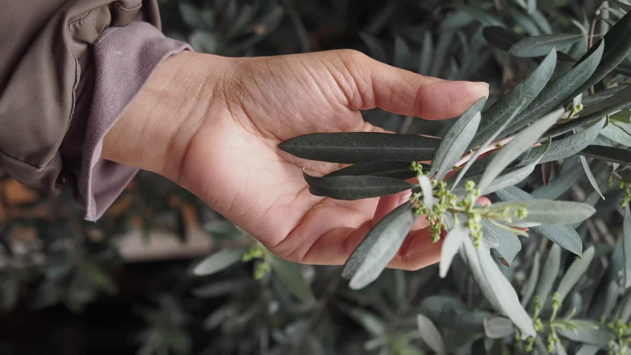 Hand holding a branch of olive tree
