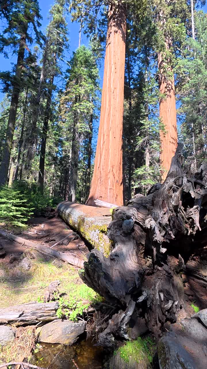 Panoramica verso l'alto di un maestoso albero di sequoia gigante in una foresta.