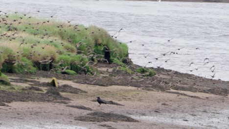 large flock of starlings, flies in coordinated motion over grassy wetlands on scotland’s west coast. captured in slow motion, this dynamic wildlife scene highlights the beauty of natural behaviour