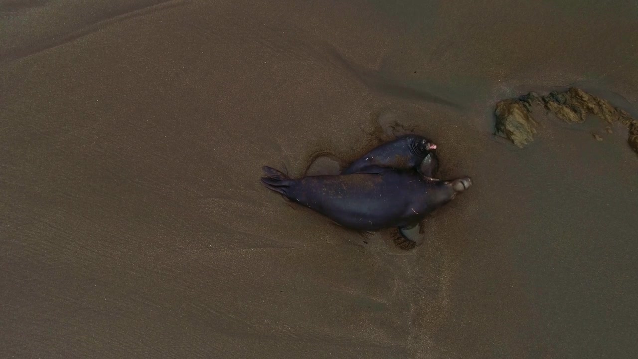 Wild seals interact on coastal beach, displaying natural communication and play