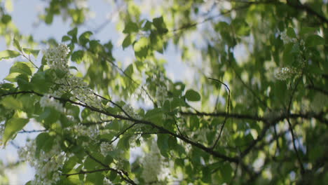 hackberry or bird cherry flowers in spring