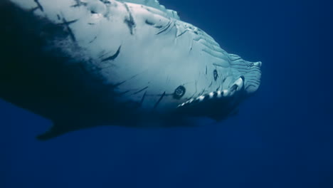 underwater close up near two humpback whales swimming in deep blue water