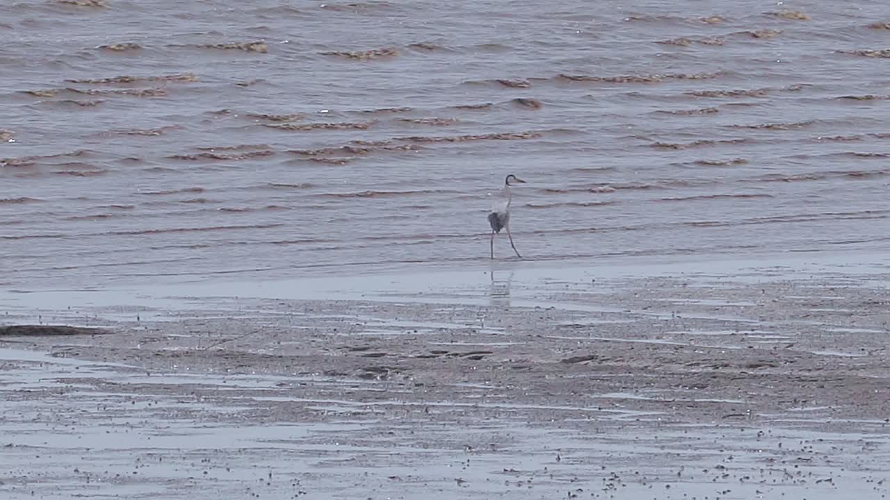물에서 흰 새 낚시