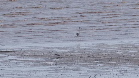 white bird fishing in the water