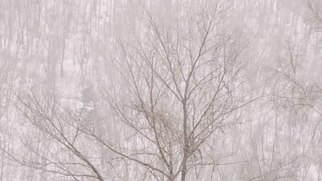 Schneebedeckende-Waldbäume-Während-Des-Schneesturms-In-Gifu,-Japan