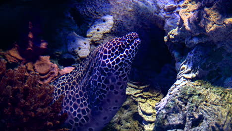 El-Pez-Anguila-Moray-Atado-Abre-La-Boca-En-La-Cueva-Del-Arrecife-En-El-Fondo-Del-Mar,-Toma-De-Cerca