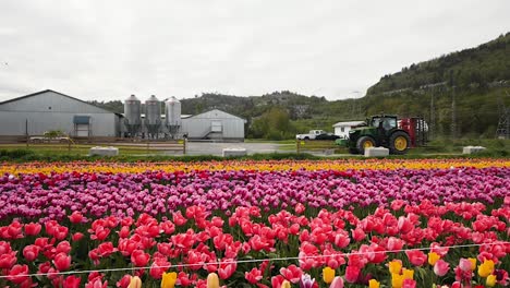 Granjeros-John-Deere-Tractor-Pasando-Por-Hermosas-Flores-De-Tulipanes-Soplando-Y-Bailando-En-El-Viento,-Festival-De-Flores-De-Tulipanes,-Columbia-Británica