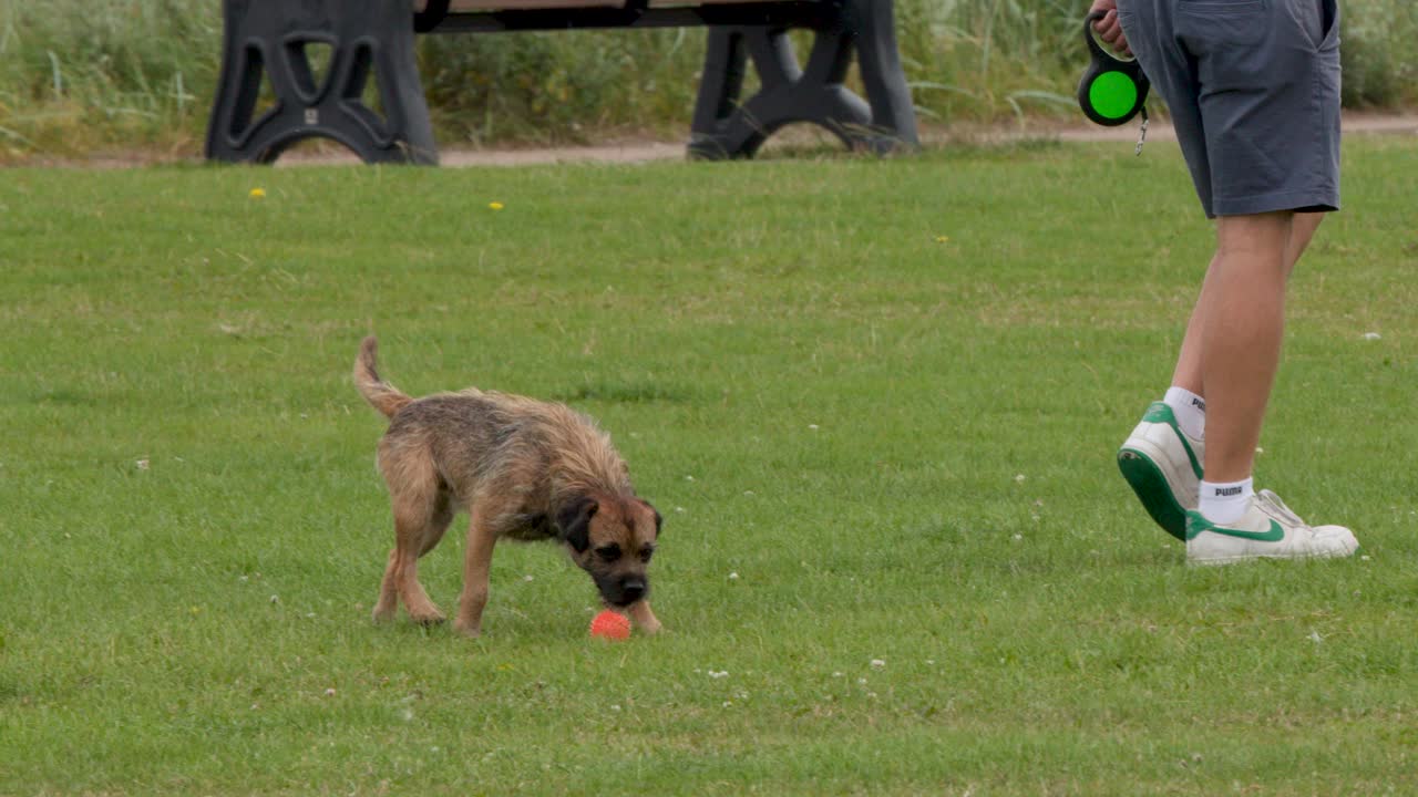 Border Terrier investigates grassy park, natural daylight, medium shot, steady camera, relaxed outdoor mood