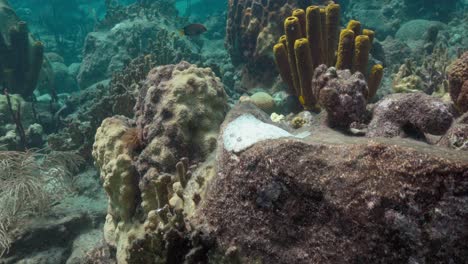 Peacock-flounder-camouflaged-on-the-reef-on-a-dive-in-the-Caribbean