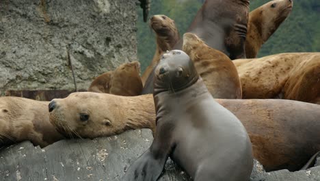 colonia de leones marinos descansando sobre una roca en alaska - primer plano, cámara lenta