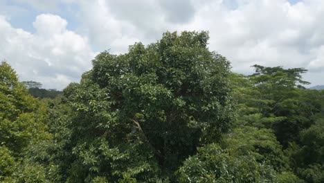 view of durian tree in bali