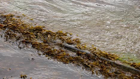 waves hitting seaweed-covered shore in fife, scotland