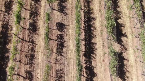 Aerial-view-of-a-vineyard-at-noon