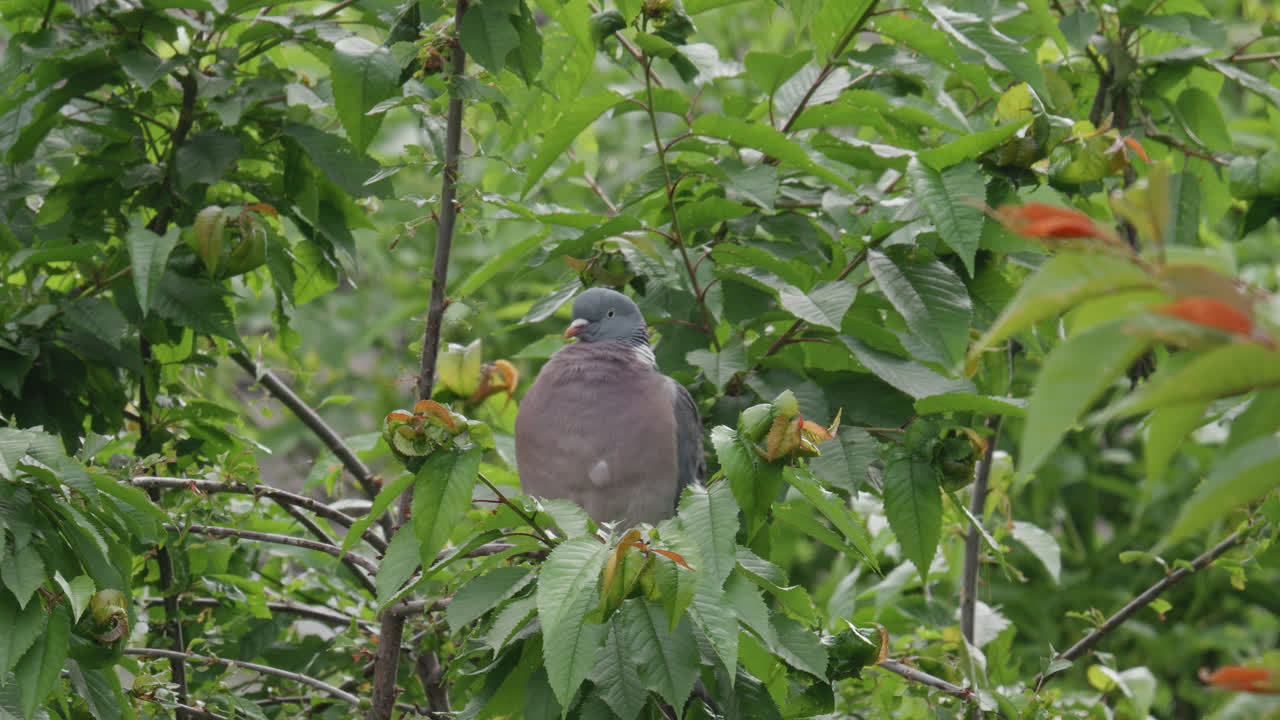 paloma de madera silvestre sentada en lo alto de un árbol de sicómoro en el campo del reino unido