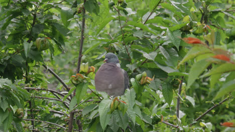 Wild-wood-pigeon-sitting-perched-high-up-in-a-sycamore-tree-in-the-UK-countryside