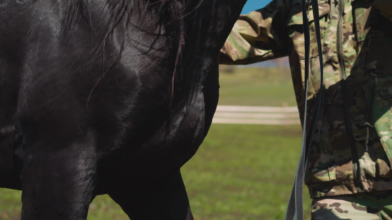 el entrenador acaricia al caballo negro y toma las riendas en el prado.