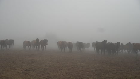footage of hucul stud in the mist.