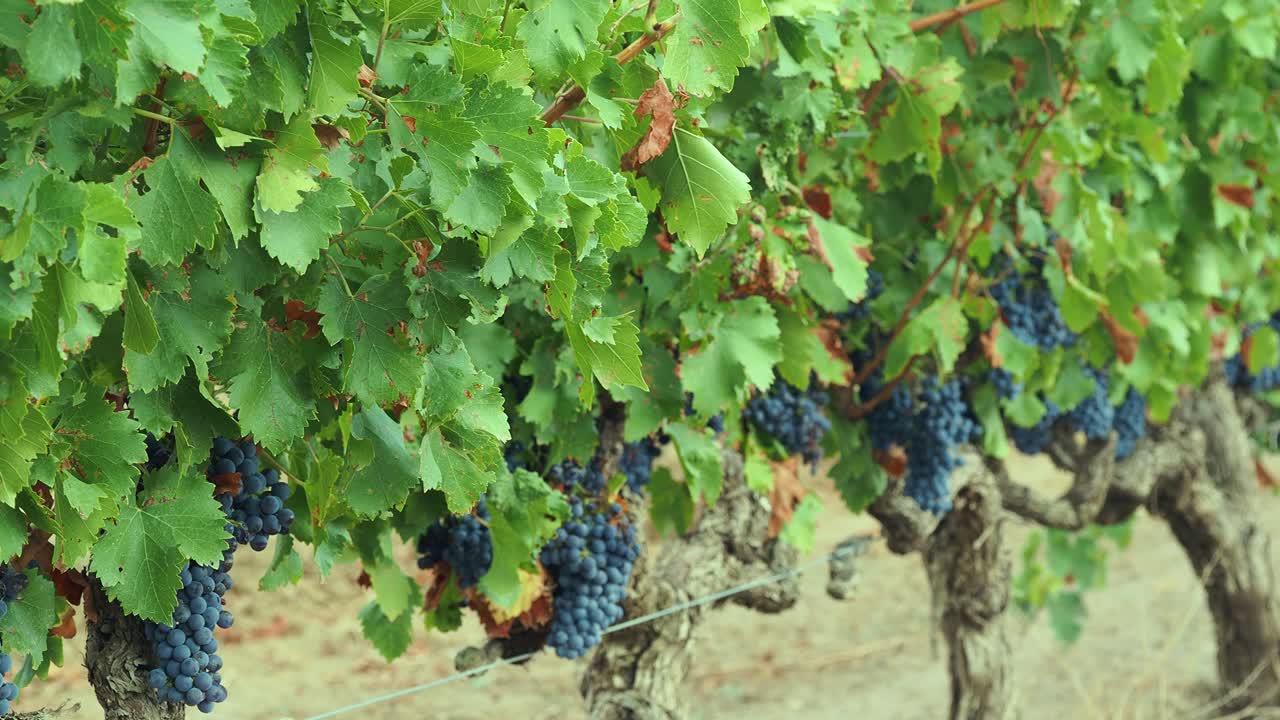 Beautiful bunches of ripe black grapes on old upright vines