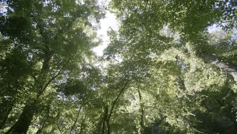 imágenes de cámara girando alrededor del bosque apuntando hacia arriba con el sol asomándose a través de las copas de los árboles