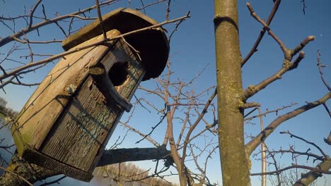 nesting boxes on a tree without leaves