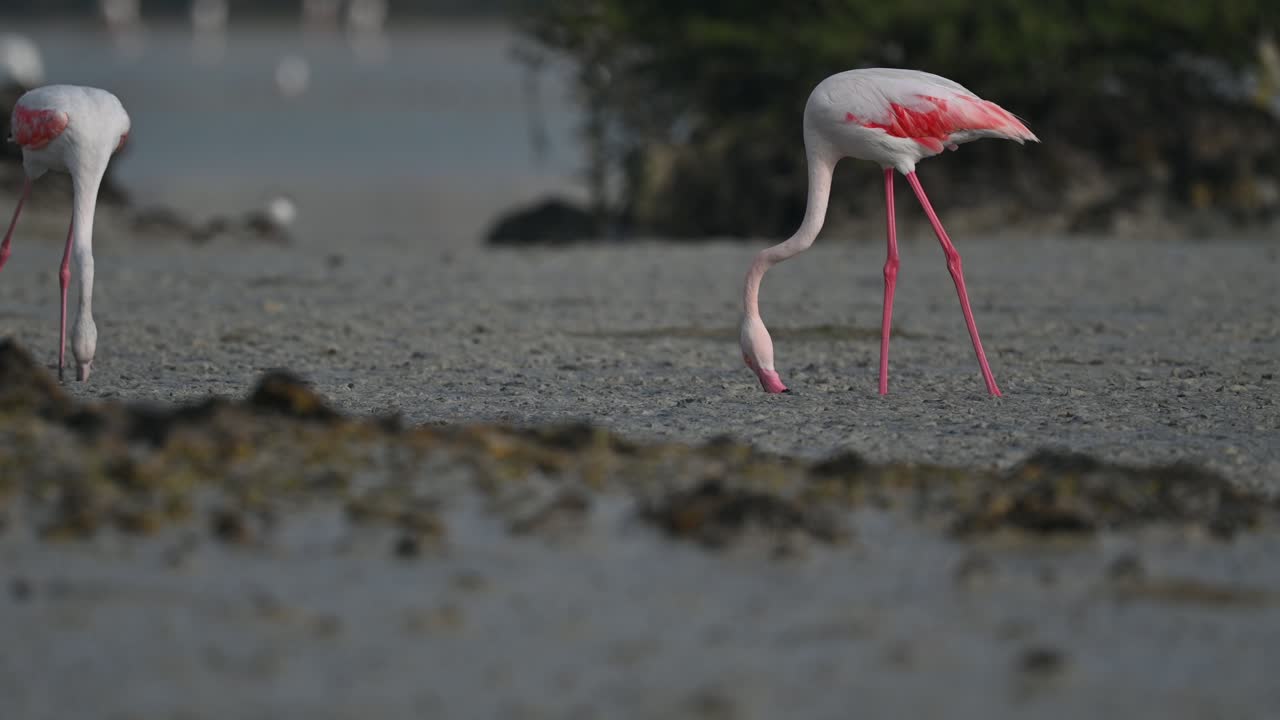 aves migratorias mayores flamencos en busca de alimento en los manglares de los pantanos - bahrein