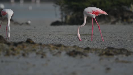 migratory birds greater flamingos looking for food in the marsh mangroves – bahrain