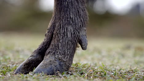 Dirty-Sika-deer-hoof-in-Nara-park-moving-left,-close-up