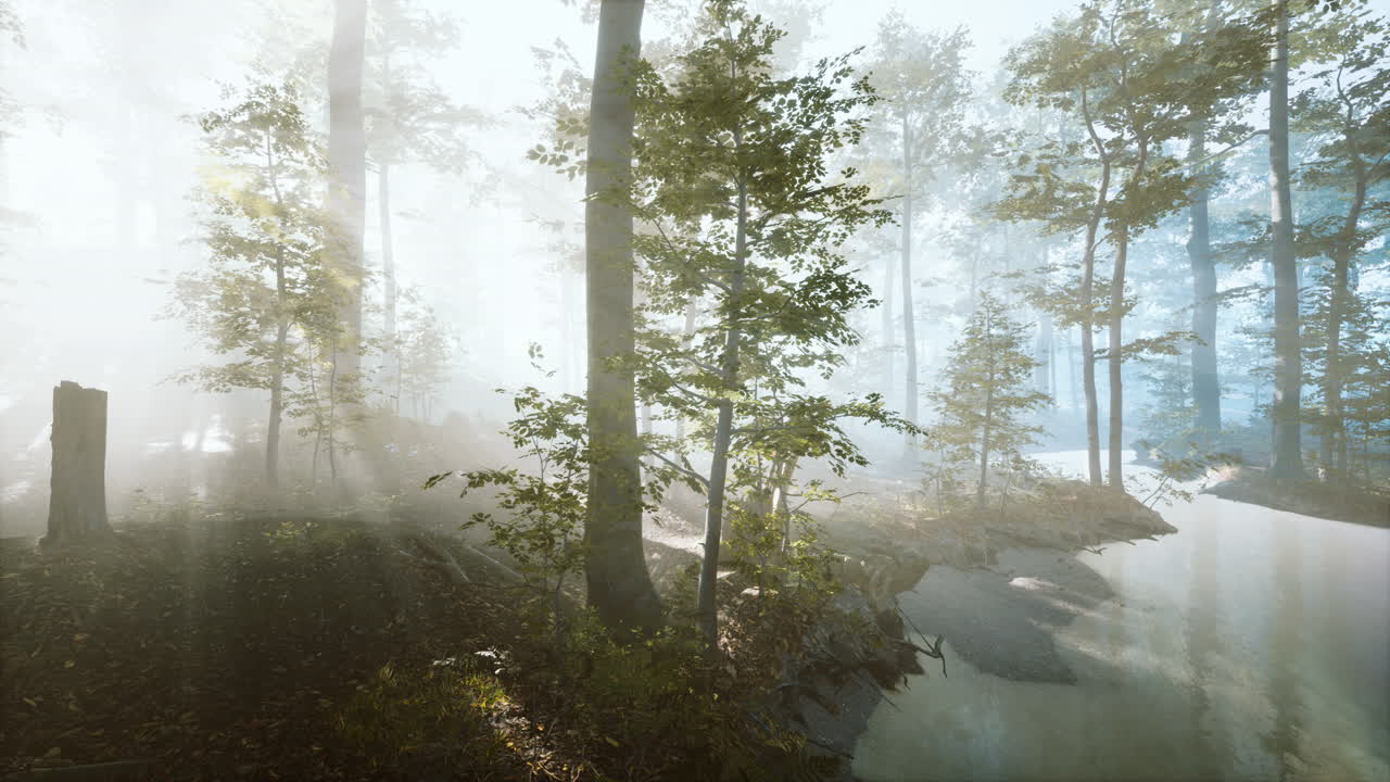 sunlight in the green forest in fog at spring time