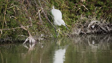 garceta pequeña captura peces del estanque con reflejo
