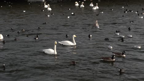 Multiple-swans-and-ducks-swimming-in-water-together