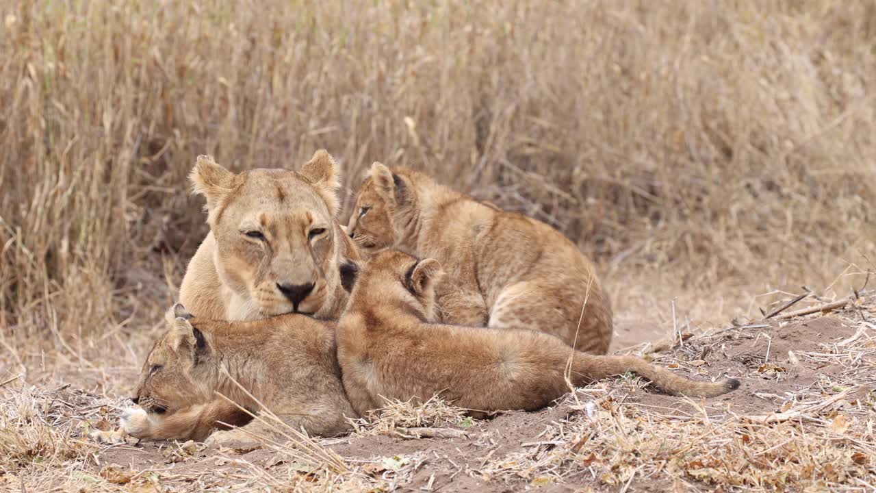 uma leoa e três filhotes cuidando um do outro e brincando na reserva de caça mashatu, botswana