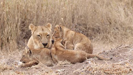 a lioness and three cubs grooming each other and playing in mashatu game reserve, botswana