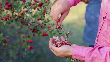 Organic-healthy-tea-fruits-are-being-picked-by-a-person