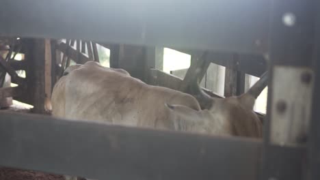 cows-entering-in-the-corral-corridor.-cattle