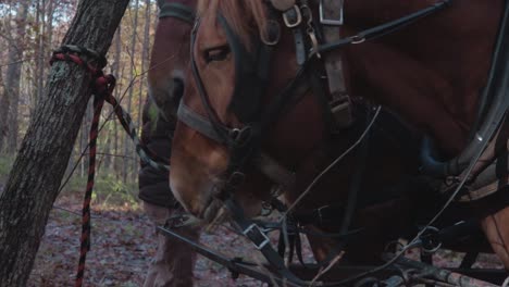 two horses in harness eating maple leaves in the forest