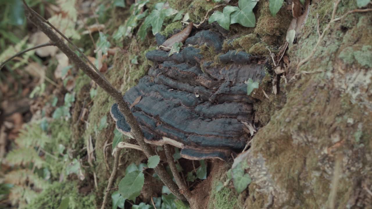 hongo de estante que crece del tronco de un árbol dentro del bosque