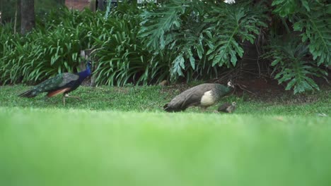 애완동물인 파보 크리스타투스 (pavo cristatus) 의 새끼 무새가 잔디을 가로질러 고 있다
