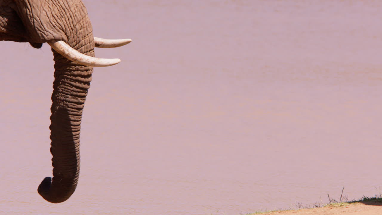 Afrikansk savanneelefants snabel ved et vandhul på savannen