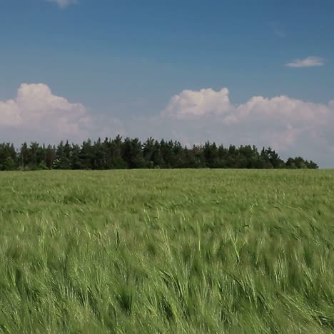 wheat field in summer time