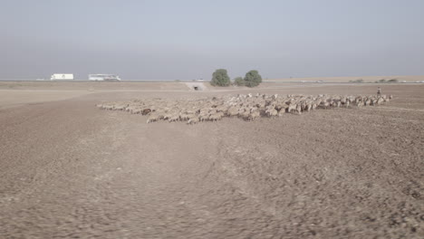 shepherd in an orange sunrise with his sheep, in a dry desert area without grass #1 aerial parallax to the right