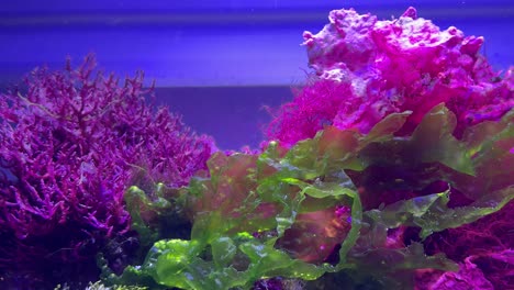 sway movement of the live aquatic vivid pink, purple, and green plants in an aquarium