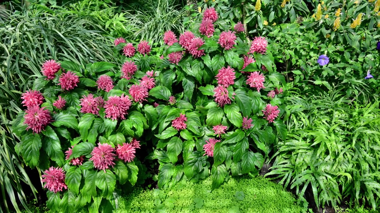 Close-up of pink plume flowers blooming among ferns in a botanical garden bed, Lednice, Czech Republic