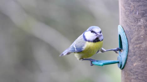 4k slow motion shot of a bird landing on a bird seeder and eating seeds from up close