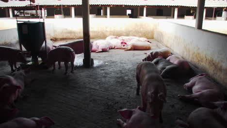 pigs resting in a barn