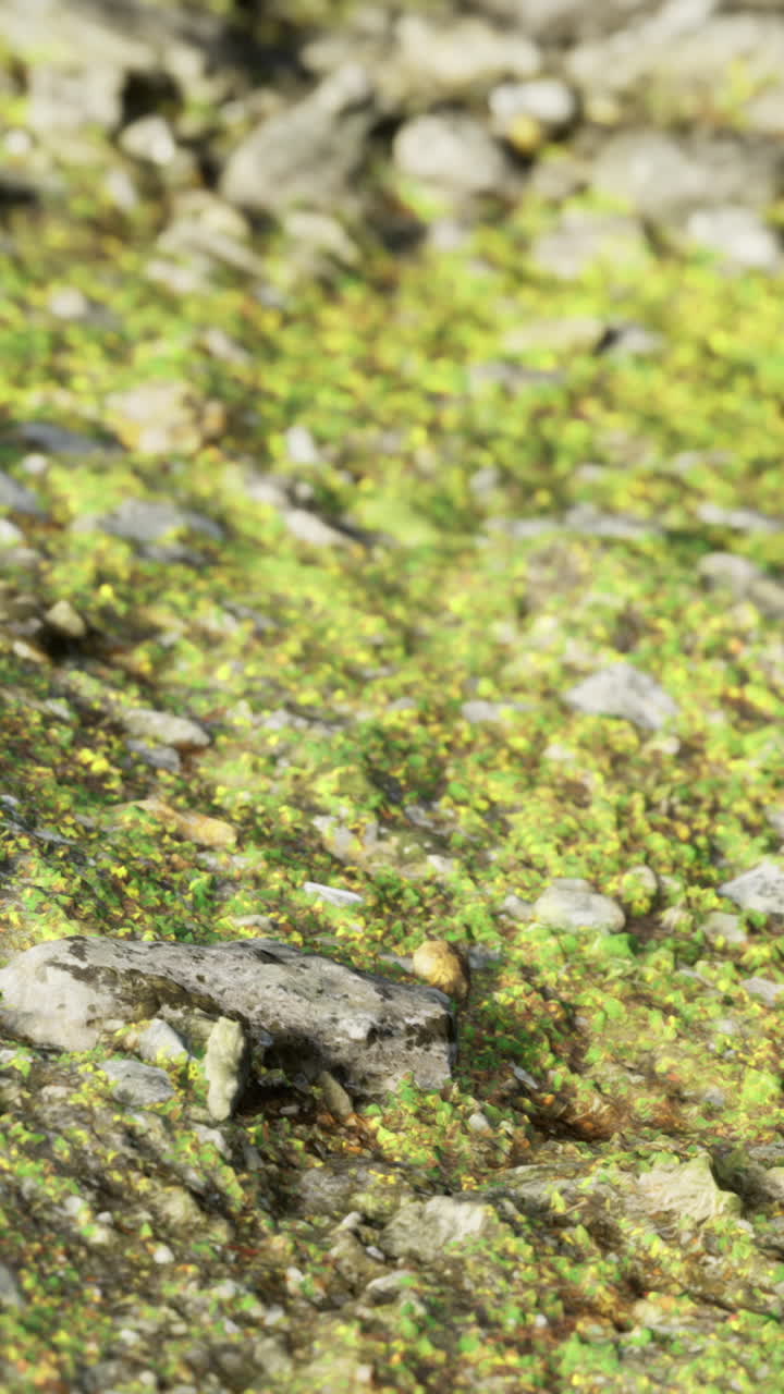 Muschio che cresce sulle rocce in un ambiente naturale durante il giorno.
