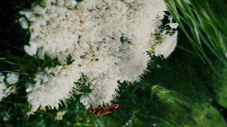 Primo piano di una pianta fiorita bianca all'aperto