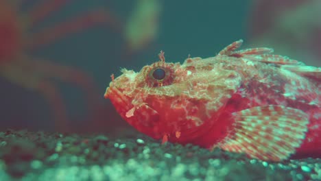 hilgendorf's saucord - helicolenus hilgendorfii lies on the sandy bottom of an aquarium in numazu, japan