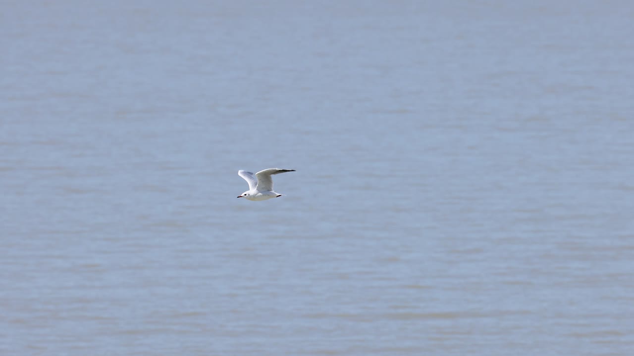 水面の上を飛ぶカモメ